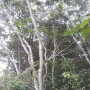 예덕나무껍질예덕나무가지예덕나무묘목 이미지