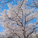 예술회관역 11번출구 | 인천 예술회관역 벚꽃 중앙공원 하트분수대 근처 개화상황 위치