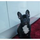 French Bulldog &#34; Shiva &#34; 이미지