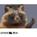 너구리 이미지