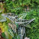 해양정원 | [후기] 창원 진해 해양공원 해양솔라파크 실내정원 대롱숲