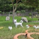 진도개테마파크 ( Dog스포츠(평일)어울마당) | 전남/진도여행| 진도개테마파크 :진도 아이랑 가볼 만한 곳
