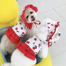 체리애견 이미지