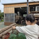 점보빌리지 | 아이랑 제주 여행 코끼리볼 수 있는 점보 빌리지 후기