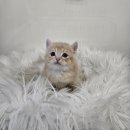 수원고양이분양 드림캣 안심분양센터 | 수원고양이분양 드림캣 안심분양센터 후기 24.12.14