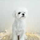 조아하멍 이미지