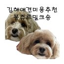 똥강아지애견샵 | 김해 애견 미용 추천 봉쥬르밀크숑에서 강아지 미용 솔직한 후기