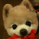 예쁜강아지 이미지