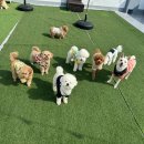 소답동227 | 창원 소답동 강아지 유치원 <멍학교>