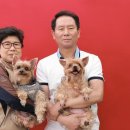 초롱애견 이미지