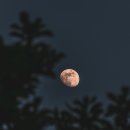 달이 떴다고 전화를 주시다니요 | 김용택 『달이 떴다고 전화를 주시다니요』