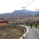 광양 쫓비산 산행 매화마을 탐방후기( 청솔산악회 ) 이미지