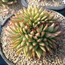 골드라벨 이미지