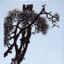 사시장청 이미지