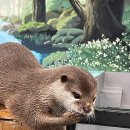 수달앤쥬 | 🦦 수원 실내동물원 수달앤쥬 후기