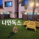 충남 태안 밧개해변 근처 애견펜션 &#39;나인독스&#39; 방문 후기