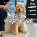 포근한동물병원 | 아산 배방 동물병원 중성화수술 하나동물의료센터 내돈내산 솔직후기