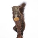 강아지 미용실 이미지