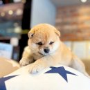 인천강아지분양 고양이분양 24시 데려가개 청라점 | 귀여운 인천강아지분양 고양이분양 24시 데려가개 청라점