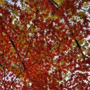 강천산군립공원(강천사) 이미지