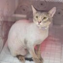 고양이 무마취미용&호텔 무냥무냥 부산서면점 | 부산고양이미용을 만나볼 수 있는 고양이무마취미용 무냥무냥 부산서면점