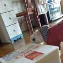 도기부기 | 도기부기 반려견 수제간식 체험후기입니다.