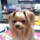 오늘도, 이쁘개 이미지