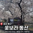 세심원 | 개화율 90% 대구 벚꽃 명소 <꽃보라동산> 후기 (26년3월28일)