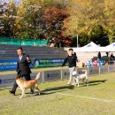 애견전람회 이미지