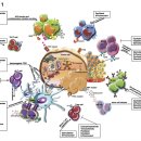 Re: Immune-based mechanisms of cytotoxic chemotherapy: implications for the 이미지