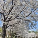 텃골길 | 봄날의 기록, 식스타임즈에서 보낸 여유로운 시간!