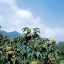 밤두둑마을 이미지