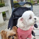 홍현관동물병원 이미지