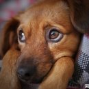 울진동물병원 이미지