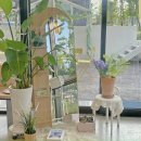 고색애견 이미지