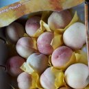 삼태산 농장 Daum카페