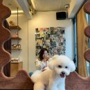다다네 반려견미용실 | [리얼 후기]필스타 압구정애견미용 강아지 전후 비교! 솔직 리뷰