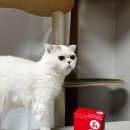 아이앤지메딕스 | 고양이 면역영양제 아이앤지메딕스 에너지믹스 락토페린 내돈내산 후기