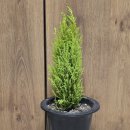 정화 | 집들이 식물 선물 율마 화분 율마꽃말 공기정화식물 후기