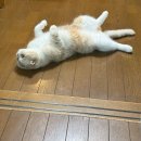 아마존안경아울렛 | 도쿄 5박 6일