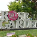 조선대(장미원) 이미지