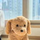 인형# | 애착인형 블랑가또 강아지인형 후기, 아이들이 서로 갖겠다고 싸운 이유