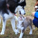 성주허스키켄넬 이미지