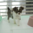 곱슬강아지 이미지