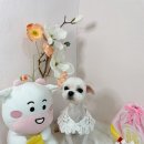 코멜리 펫샵 이미지