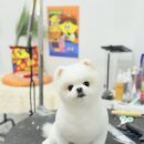 모찌펫살롱 | 광주 포메라니안 미용전문 크리스타일 귀여운 곰돌이 “모찌”의 미용후기💛