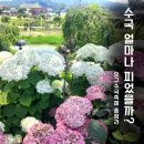 유구터미널 | 공주 유구수국축제 2026 개화상황｜지금 가도 될까? 주차장·야간개장·당일치기 코스 총정리