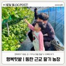동탄 근교 딸기농장 &lt;행복텃밭&gt; “한파에 놀기 좋은 곳”