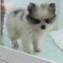 착한애견 이미지