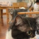콩볶는야옹이 | [인천/부평] 도심속 힐링카페 고양이카페 콩볶는야옹이 방문후기